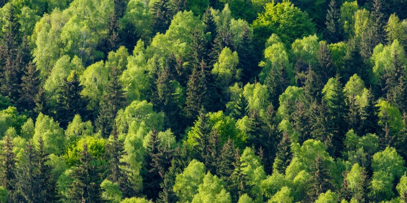 A high angle shot of a landscape with a mixed forest in spring